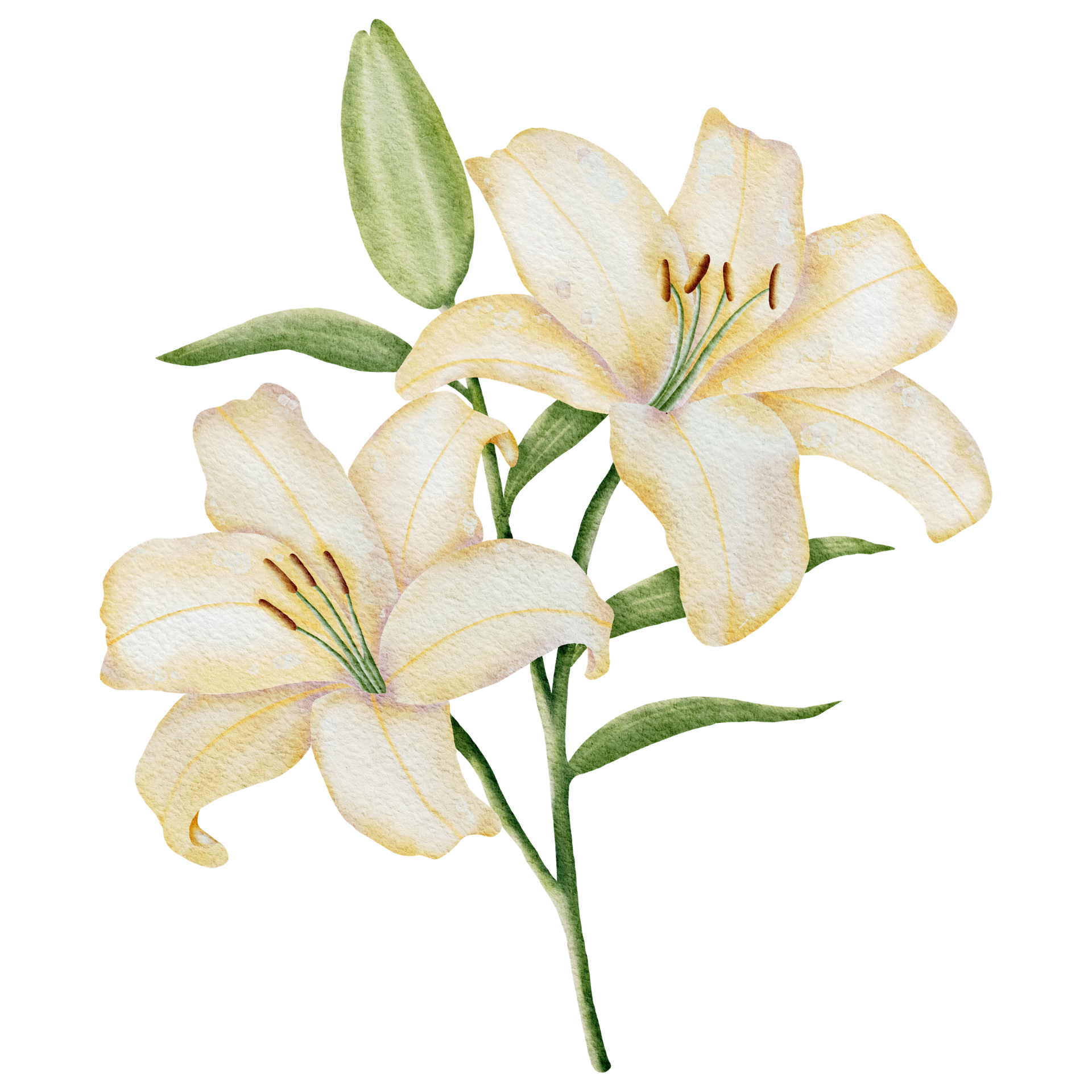 White lilies with green leaves on a white background