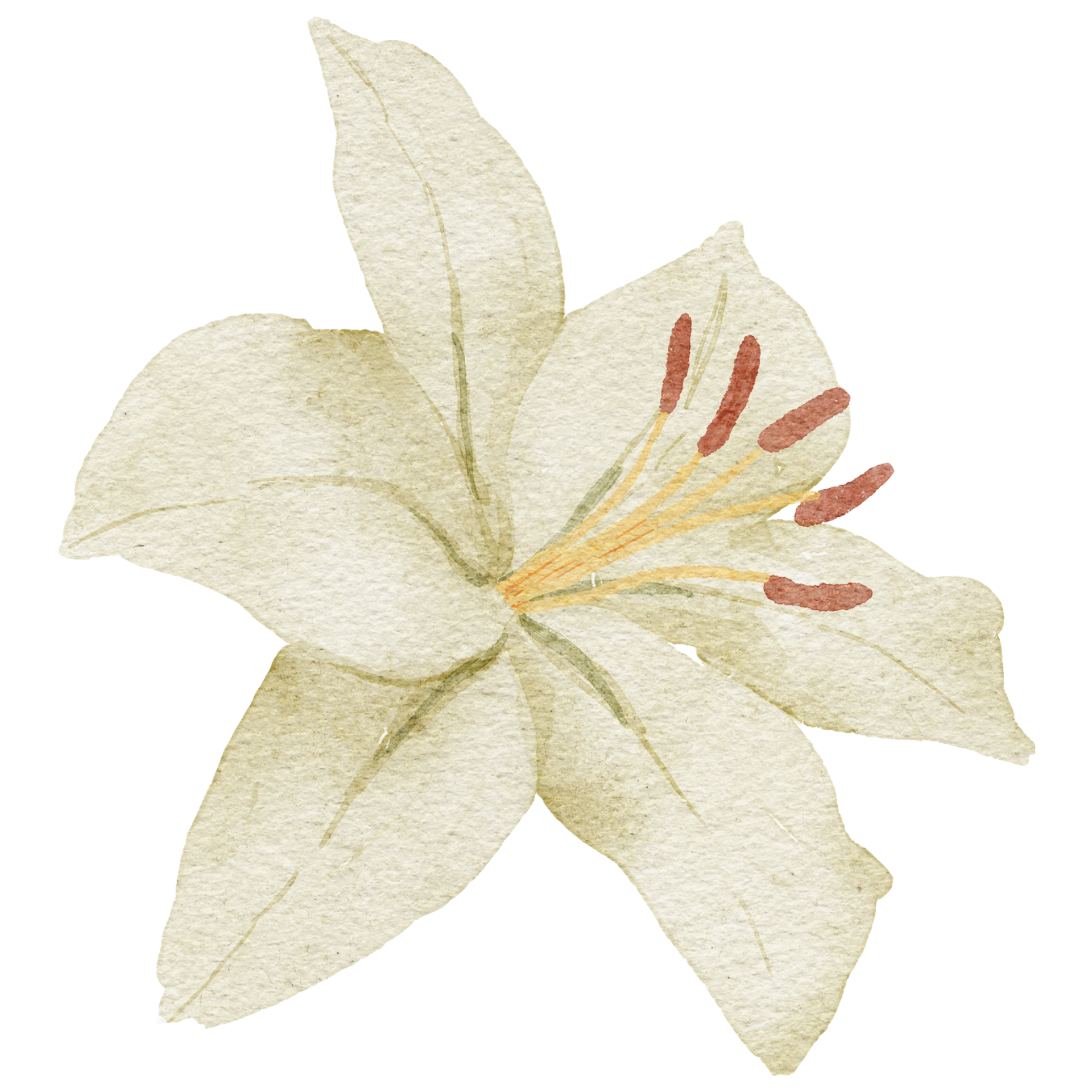 White lily flower with pale petals and pink-tipped stamens on a light background