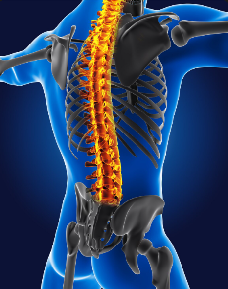 Torso humano en 3D con columna vertebral de color naranja brillante sobre un fondo azul.