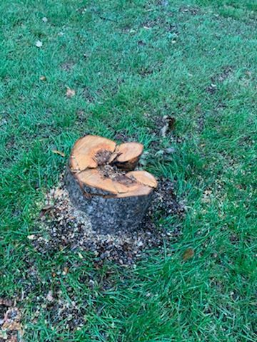 tree service 