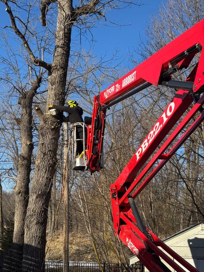 A worker in a yellow hard hat stands in an aerial lift bucket, trimming the branches of a tall, leafless tree.