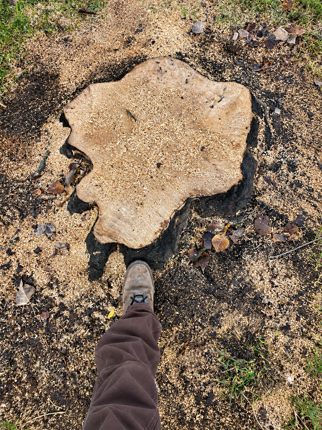 Boot beside a tan rock on sandy, pebbled ground.