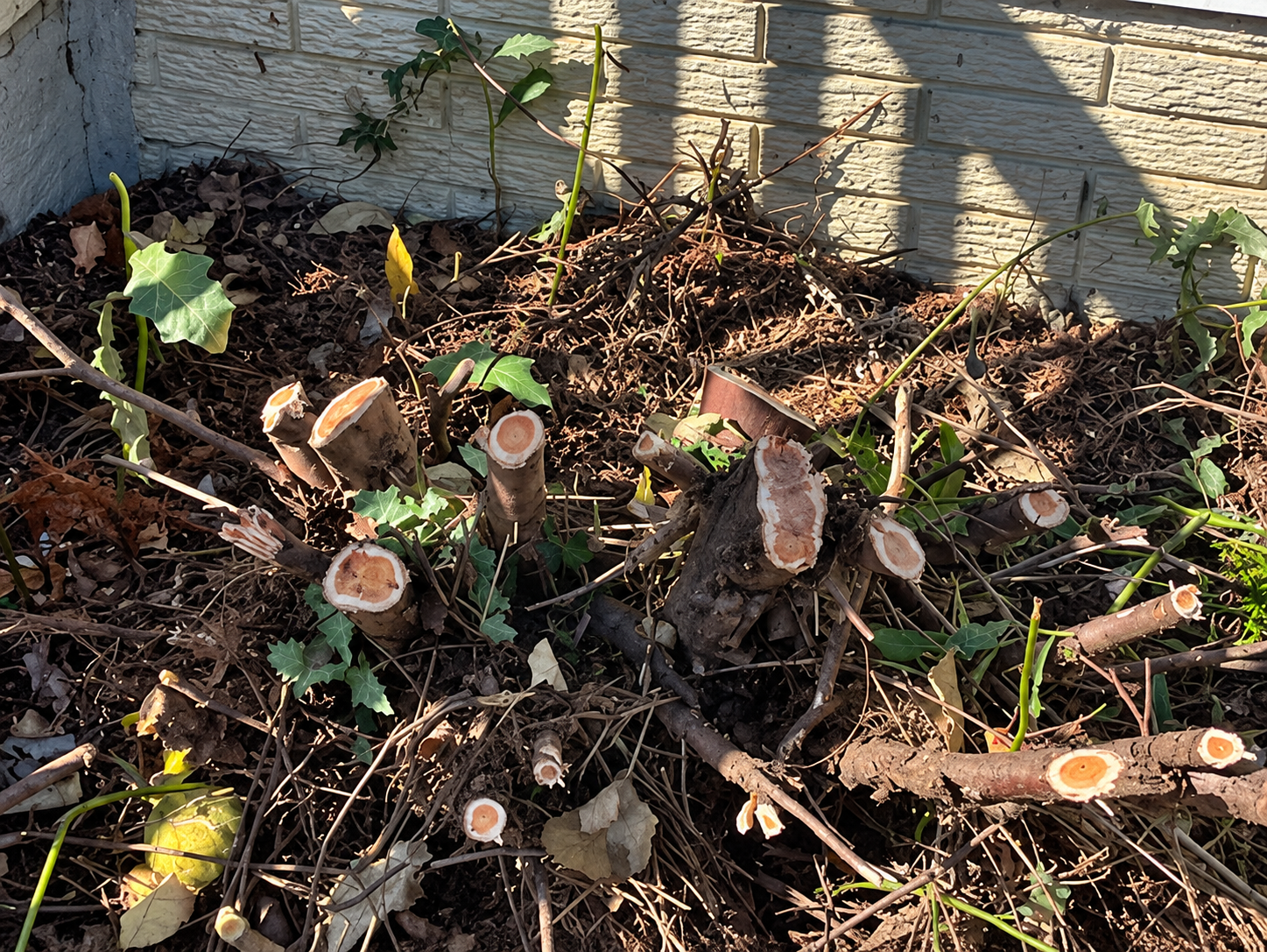 Cut tree stumps and scattered branches in a small garden bed beside a stone wall Cut tree stumps and scattered branches in a small garden bed beside a stone wall