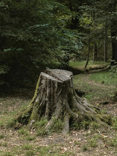 Mossy tree stump in a green forest clearing with fallen leaves and dense trees nearby Mossy tree stump in a green forest clearing with fallen leaves and dense trees nearby