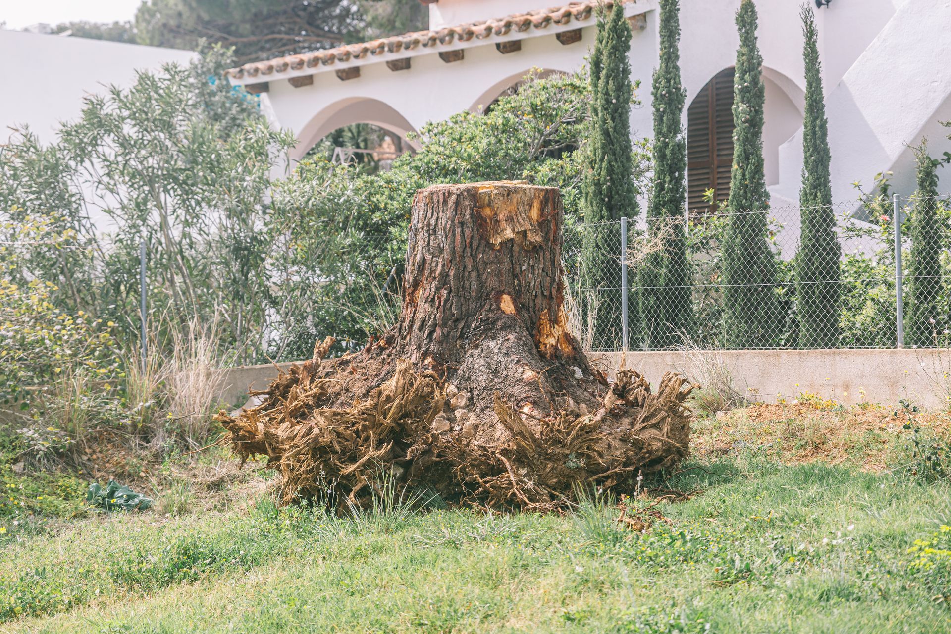 Large tree stump in a grassy yard with a house and trees in the background Large tree stump in a grassy yard with a house and trees in the background