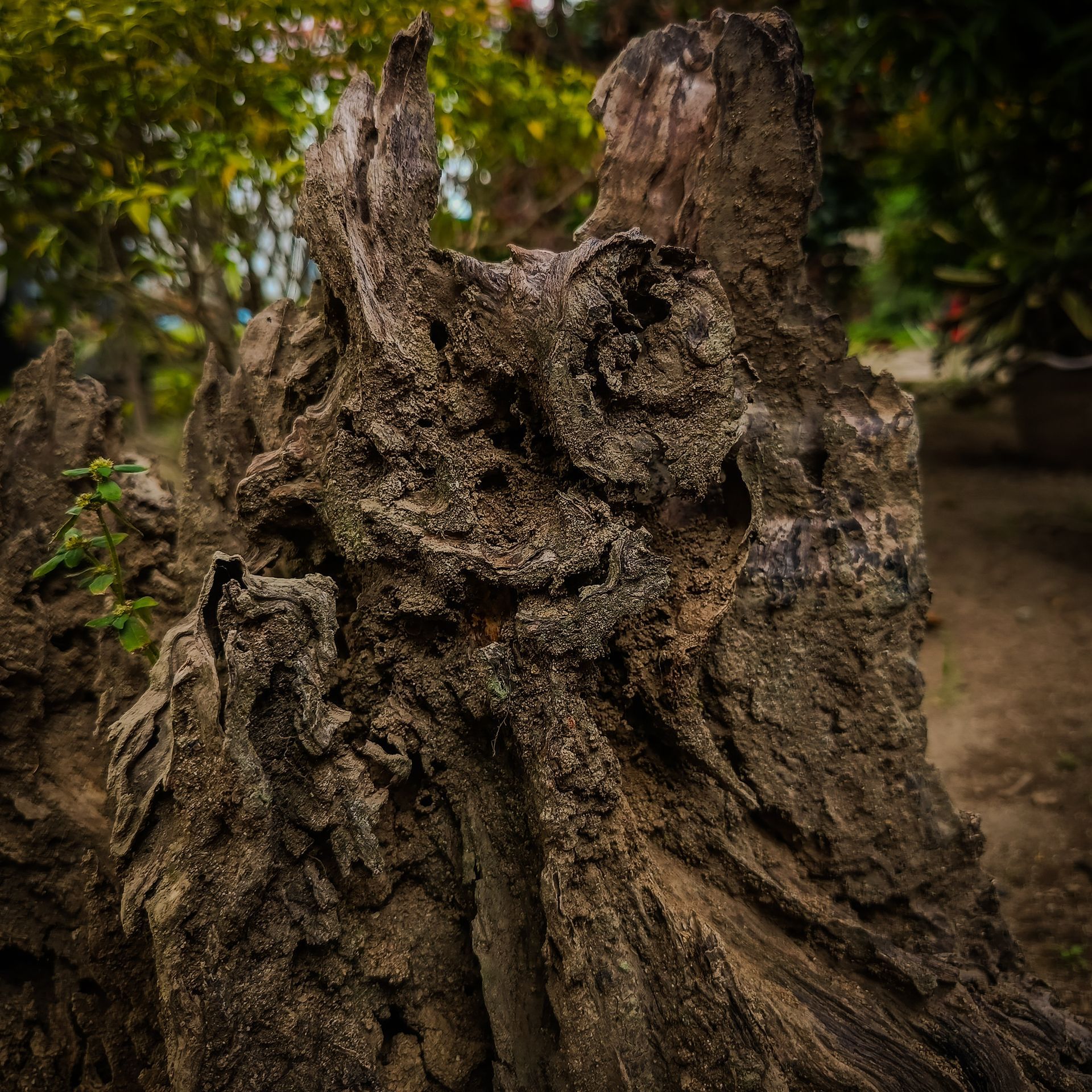 Close-up of a weathered tree stump with rough, twisted bark in an outdoor wooded area Close-up of a weathered tree stump with rough, twisted bark in an outdoor wooded area