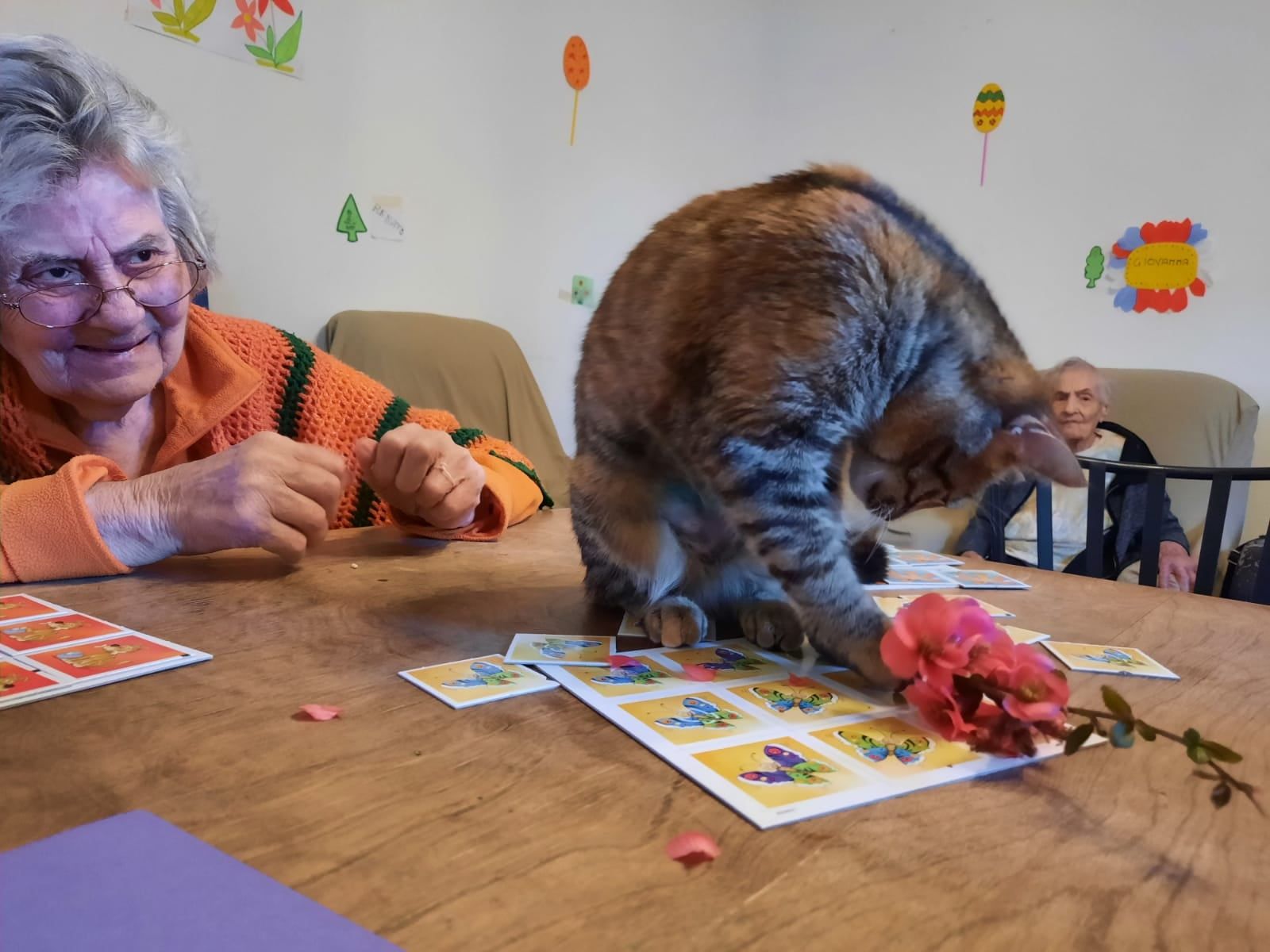 Gatto sul tavolo