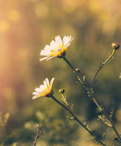 Two daisies are growing on a plant in a field.