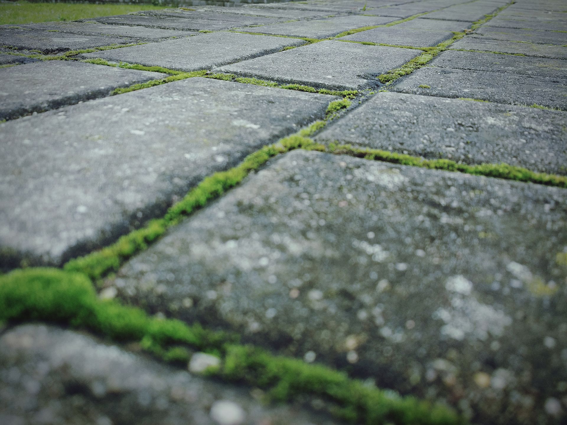 Moss growing between gray concrete paving stones in a close-up outdoor ground view
