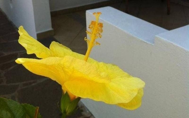 Fiore di ibisco giallo che sboccia accanto a una parete bianca all'interno