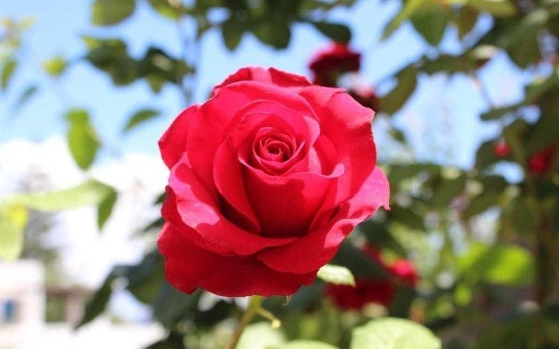 Primo piano di una rosa rossa in fiore su uno sfondo verde sfocato di un giardino.