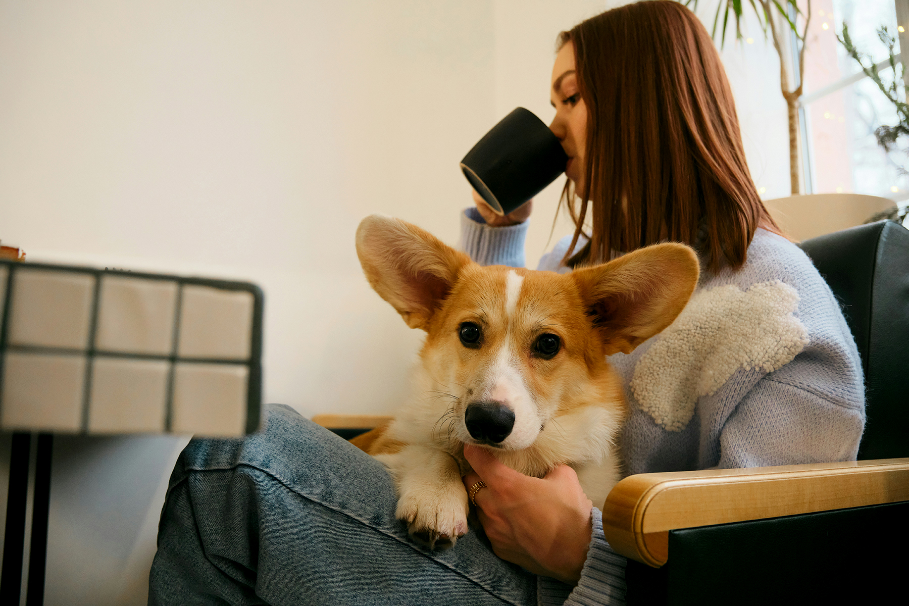 Person seated with a corgi on their lap, drinking from a black mug in a cozy room