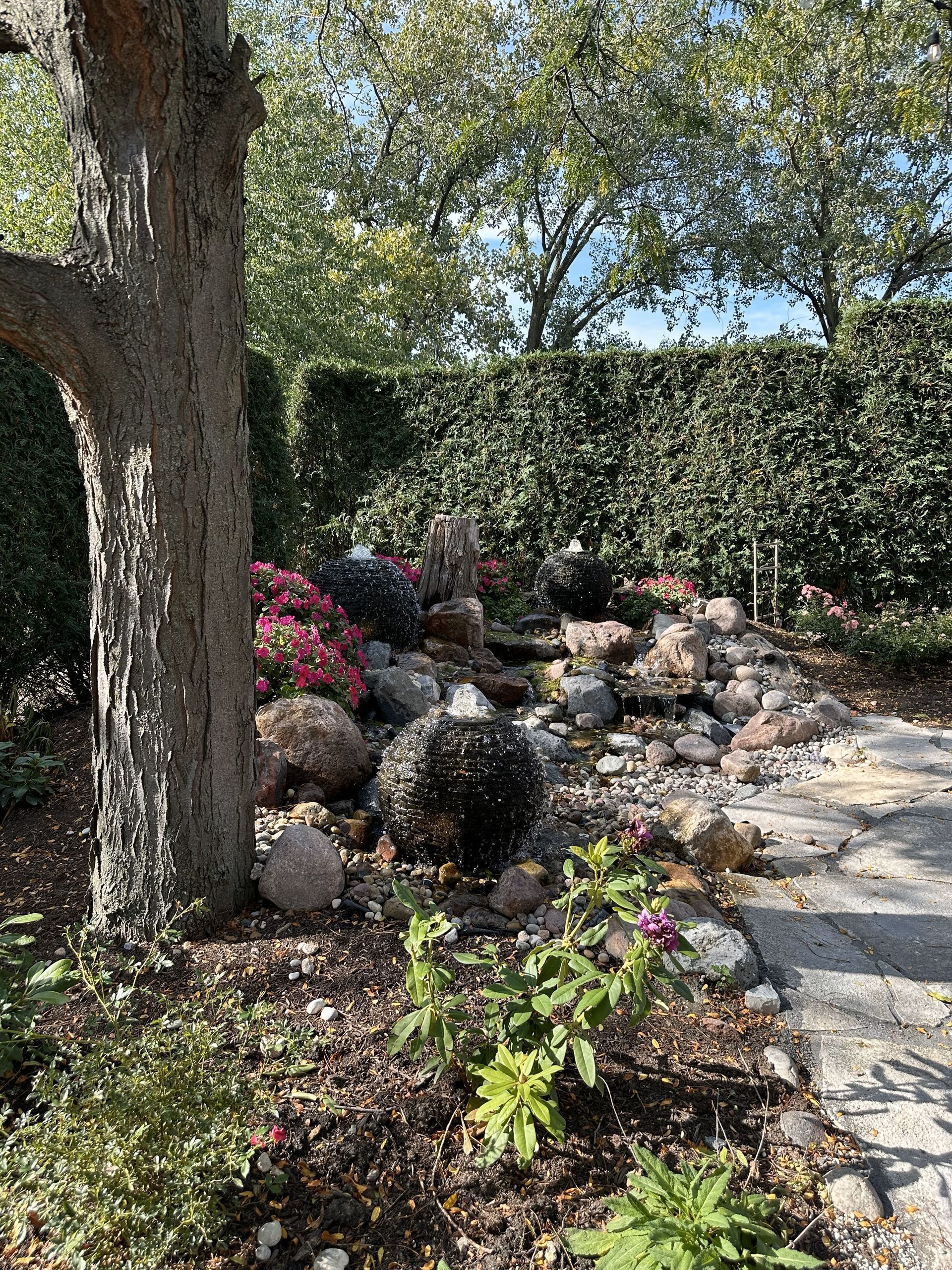 Rock garden with flowering shrubs, a large tree, and a stone path along a hedge