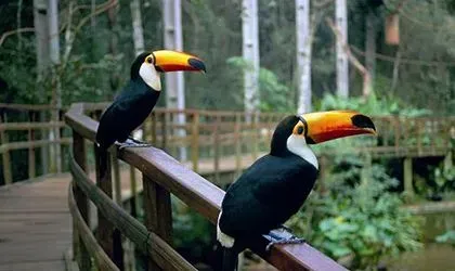 Dois tucanos com grandes bicos alaranjados empoleirados em uma grade de madeira, com vegetação exuberante ao fundo.