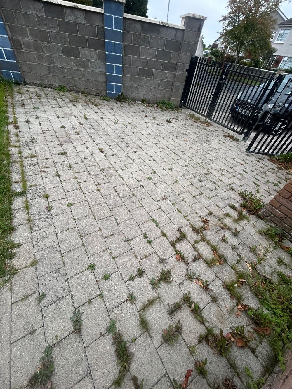 A brick driveway with grass growing out of it and a fence in the background.