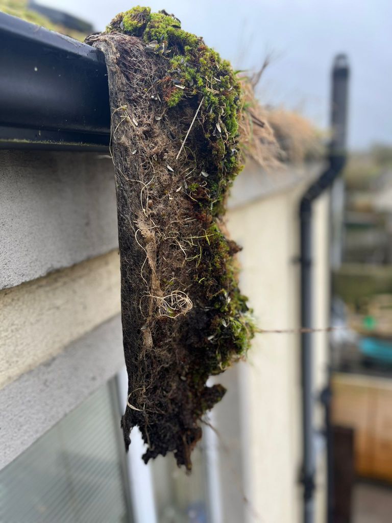 A gutter with moss growing on it is hanging from the side of a building.