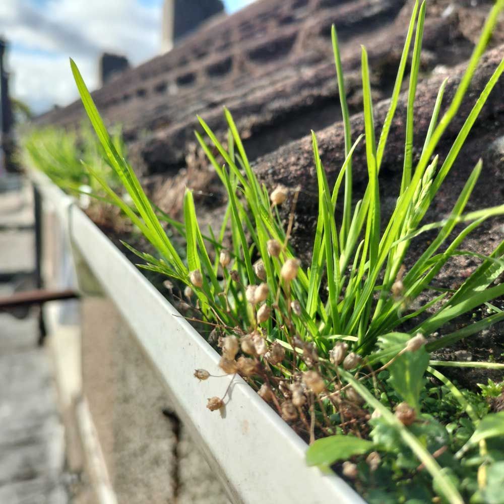 A close up of a gutter with grass growing out of it.