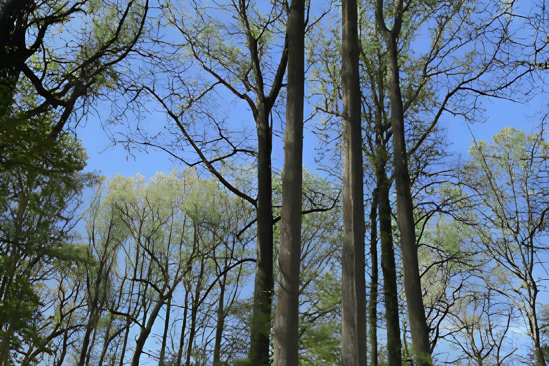 Before tree removal in Dover DE — large, mature trees growing closely together and nearing overhead power lines
