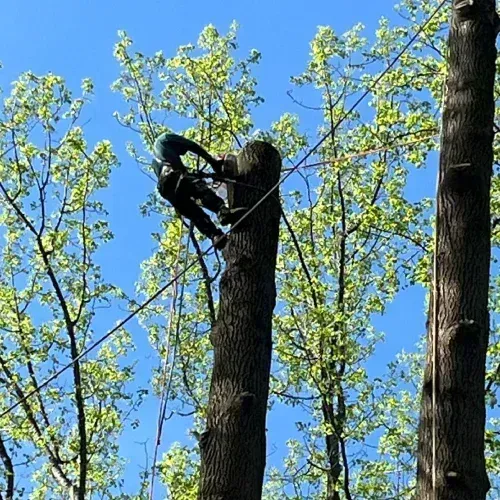 Tree trimming in Camden DE — arborist safely harnessed high in a leafy tree cutting branches against a blue sky