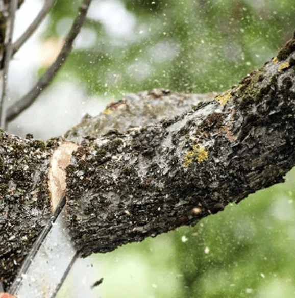 Tree pruning in Milford DE — close-up of a chainsaw cutting a tree branch with flying sawdust