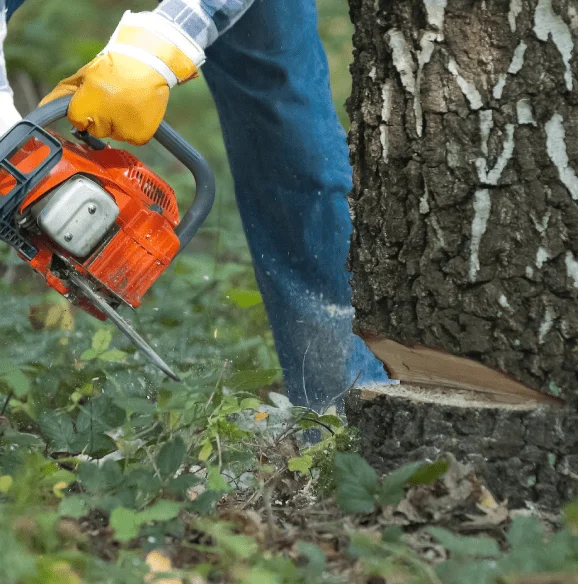 Tree felling in Dover DE — tree care worker using an orange chainsaw to make a base cut on a tree