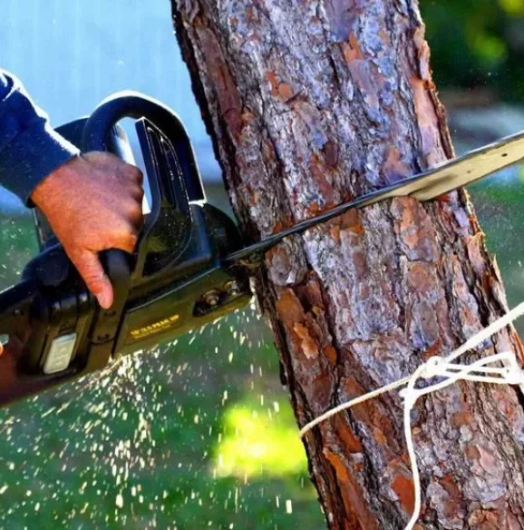 Tree cutting in Dover DE — close-up of a chainsaw slicing vertically into a pine tree trunk