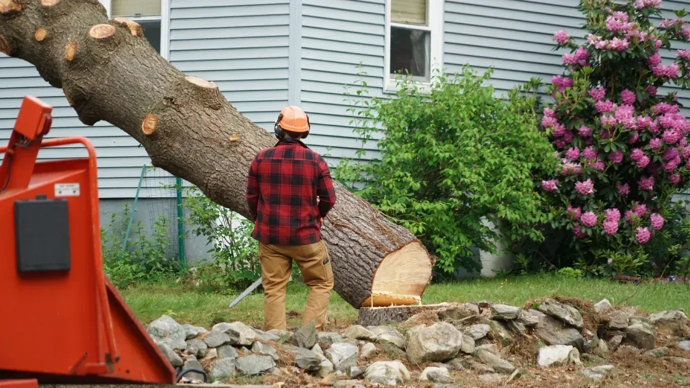 Residential tree removal in Camden DE — worker assessing a large felled tree resting on the ground near a house