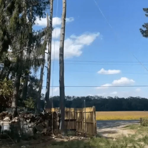 Tree cutting services in Smyrna DE — tall pine trees rigged for safe removal near a residential fence