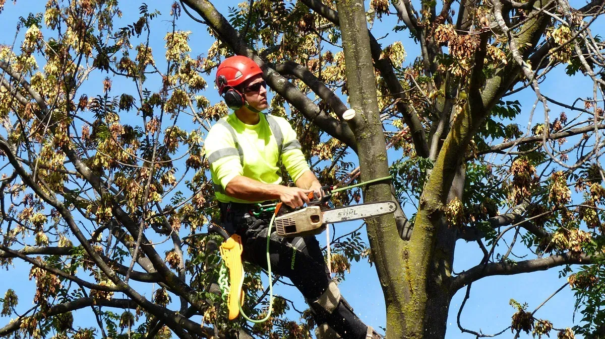 Tree pruning in Dover DE — professional arborist in safety gear trimming high tree branches