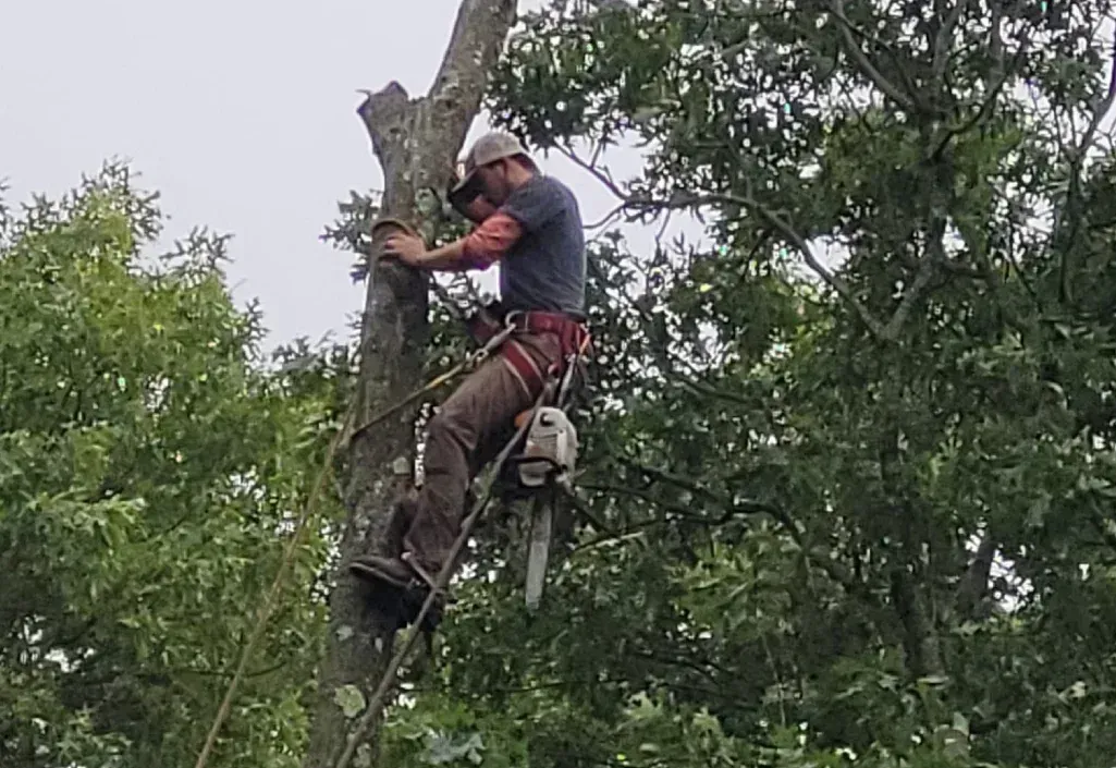 Tree removal in Dover DE — professional arborist safely harnessed while climbing a tree with a chainsaw