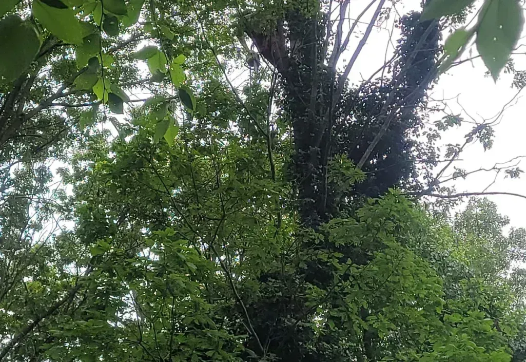 Tree pruning in Camden DE — view looking up into a dense green tree canopy during routine maintenance