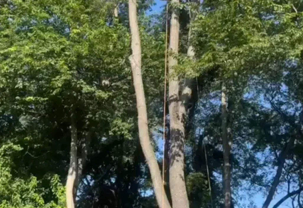 Large tree removal in Dover DE — tall, bare tree trunks rigged with ropes for safe, sectioned cutting