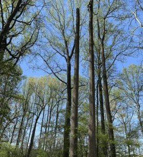 Tree health assessment in Camden DE — looking up at tall, mature trees in a wooded lot