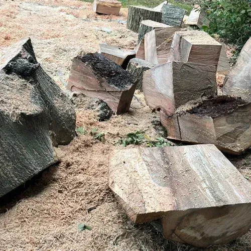Tree removal in Dover DE — large cut tree trunk sections and sawdust on the ground