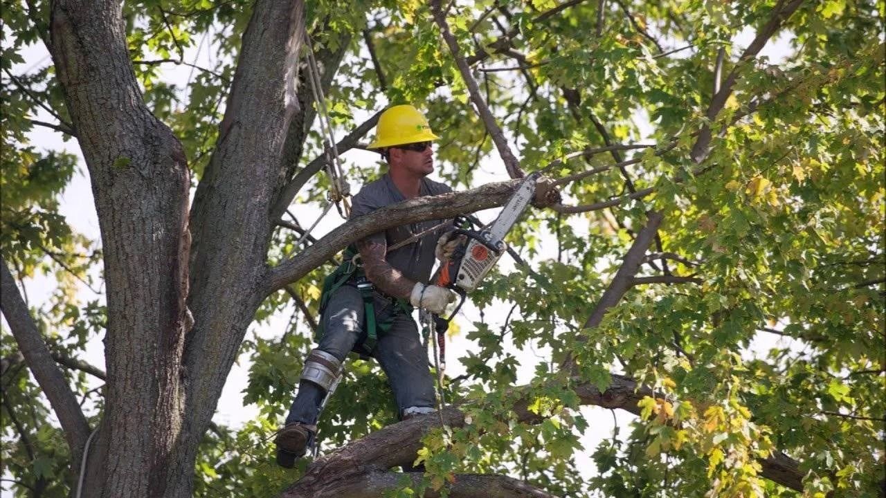Tree trimming in Milford DE — arborist wearing a yellow hard hat using a chainsaw to prune branches high in a tree canopy