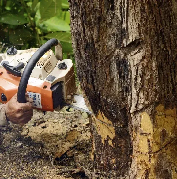 Tree cutting services in Dover DE — close-up of a chainsaw slicing through a thick tree trunk