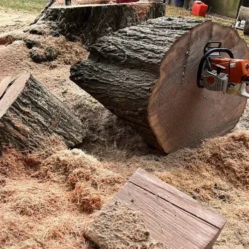 Wood bucking and tree removal in Dover DE — large tree trunk chunks surrounded by sawdust