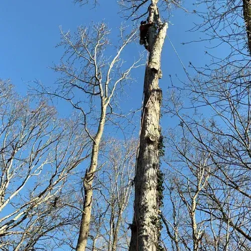 Large tree removal in Dover DE — professional climber positioned high up on a tall, bare tree trunk