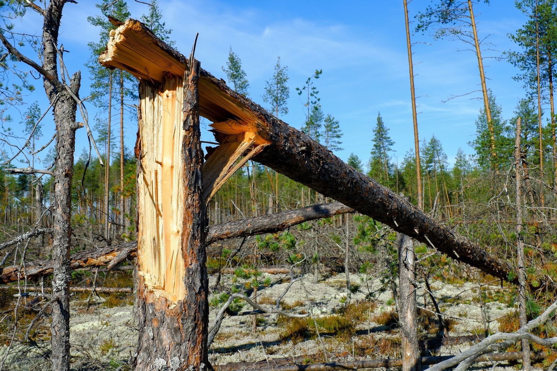 Broken tree trunk split by a fallen tree in a sparse forest under a clear blue sky