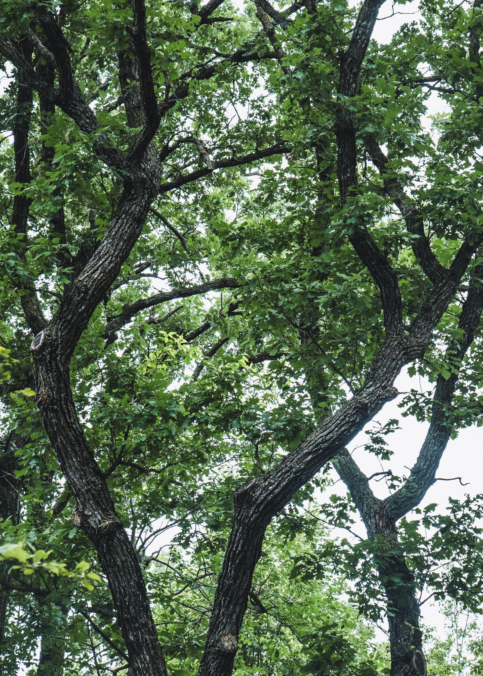 Dense green tree canopy with dark trunks and branches against a bright sky