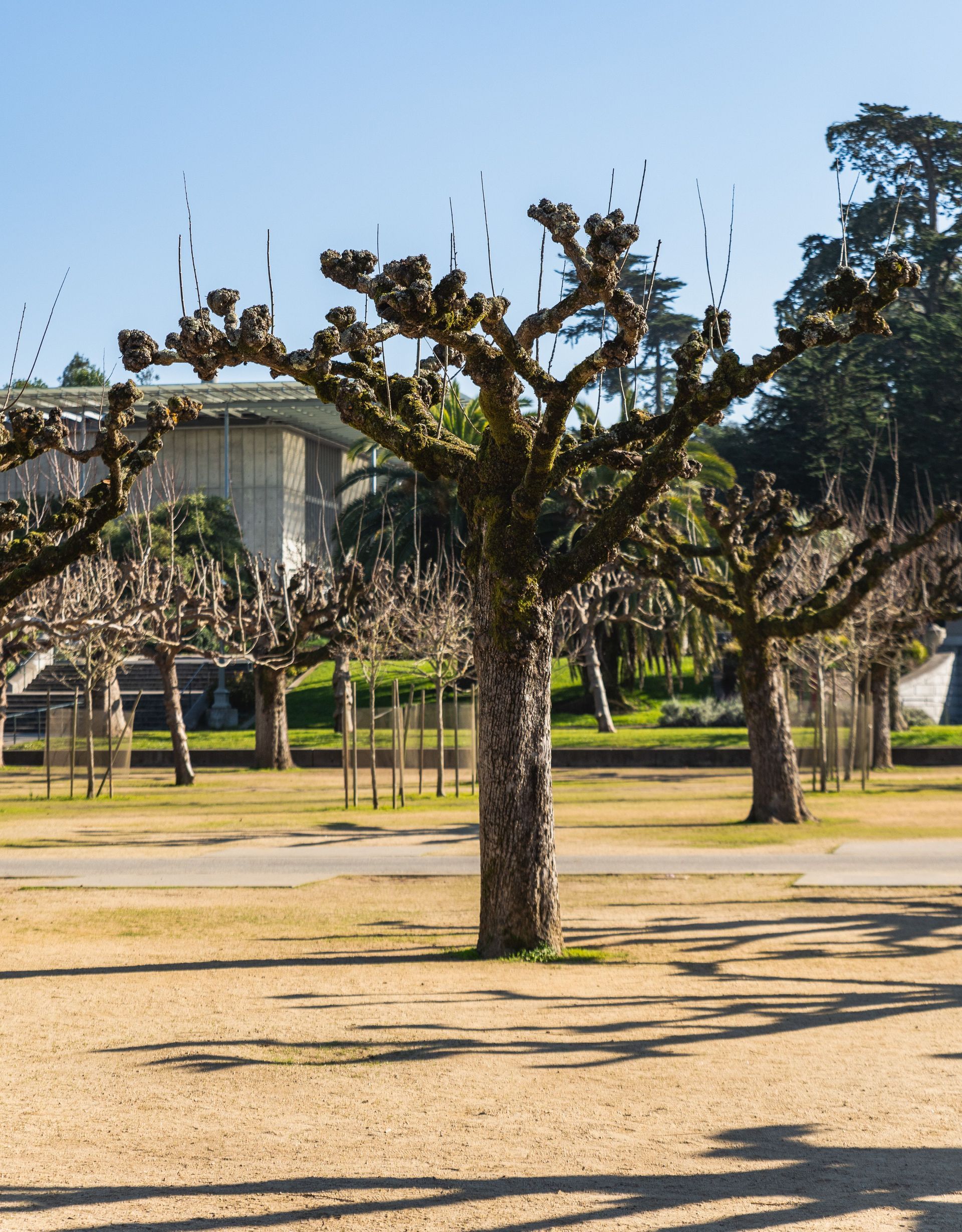 Leafless tree in a sunny park with a building and other trees in the background.