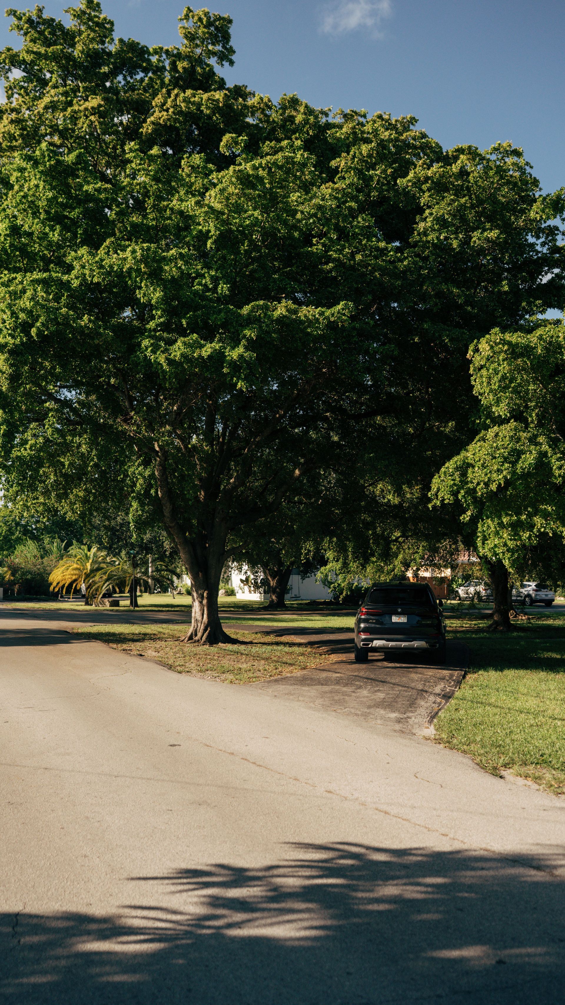 Tree-lined suburban street with a parked black car and sunlit pavement