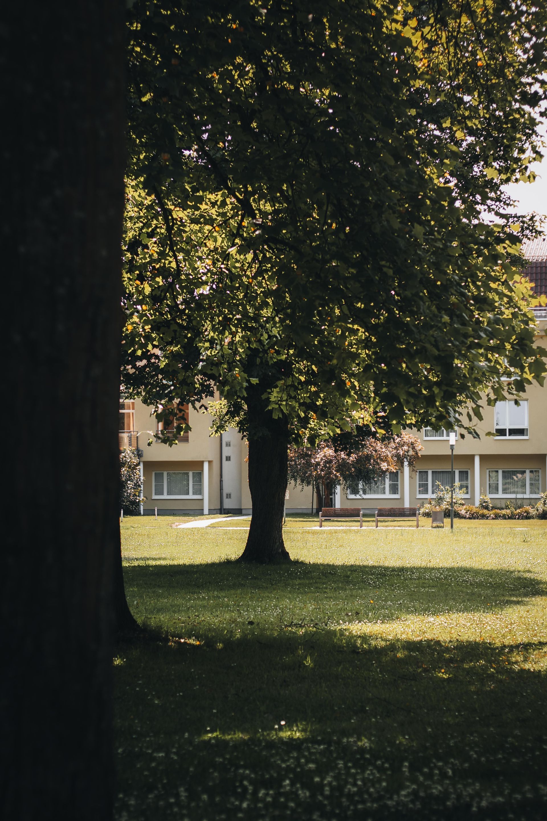 Sunlit park with a large tree in front of a building, casting shade on the grass