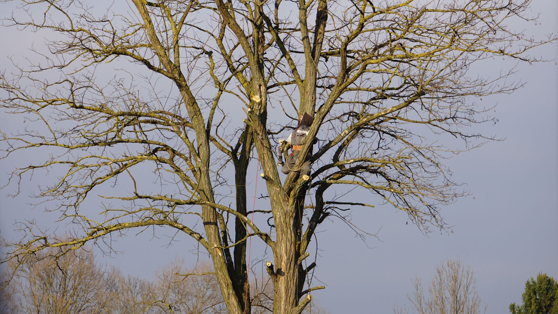 Leafless tree with thick trunk and thin branches against a pale sky