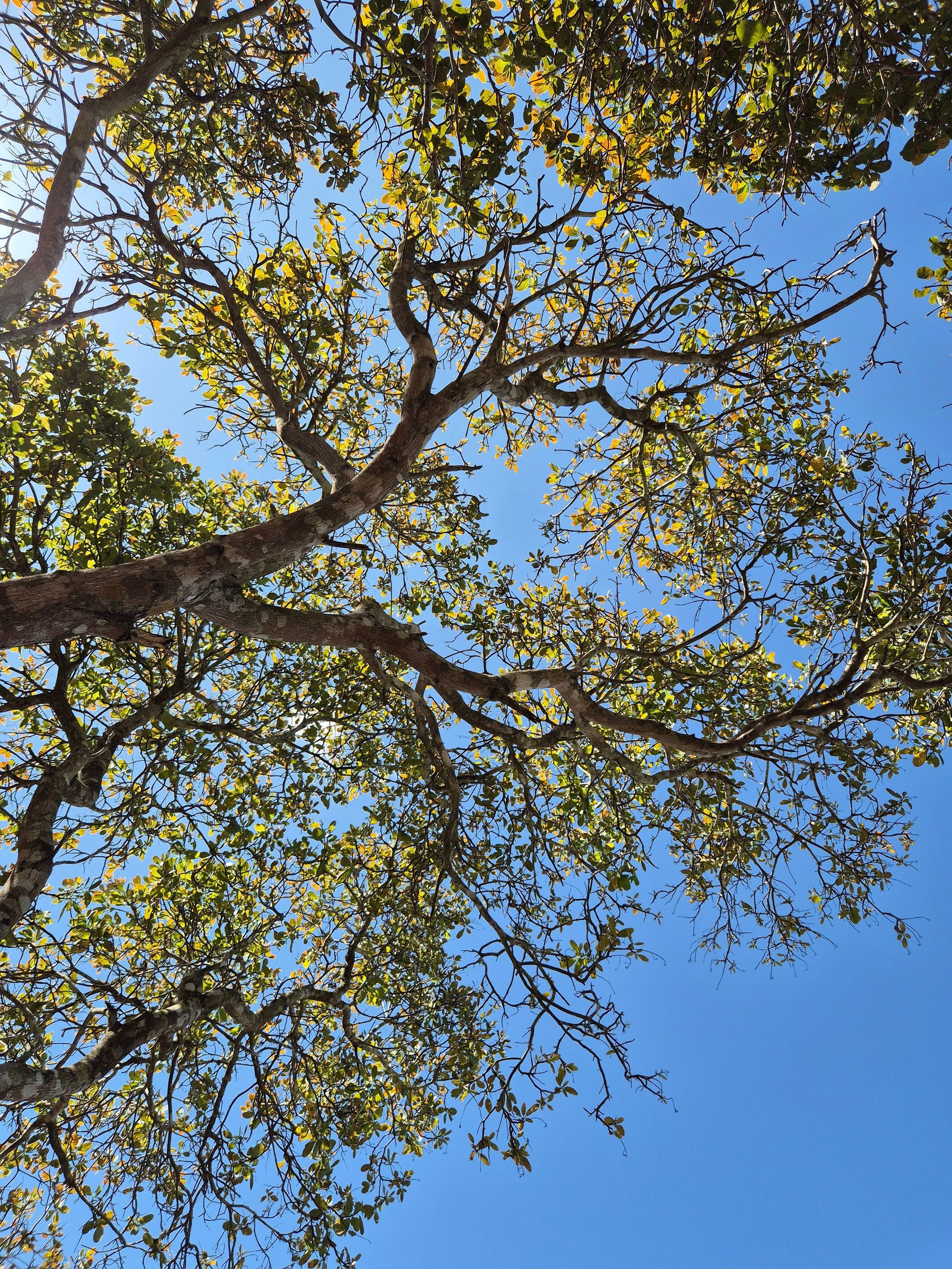 Tree branches with green leaves against a bright blue sky