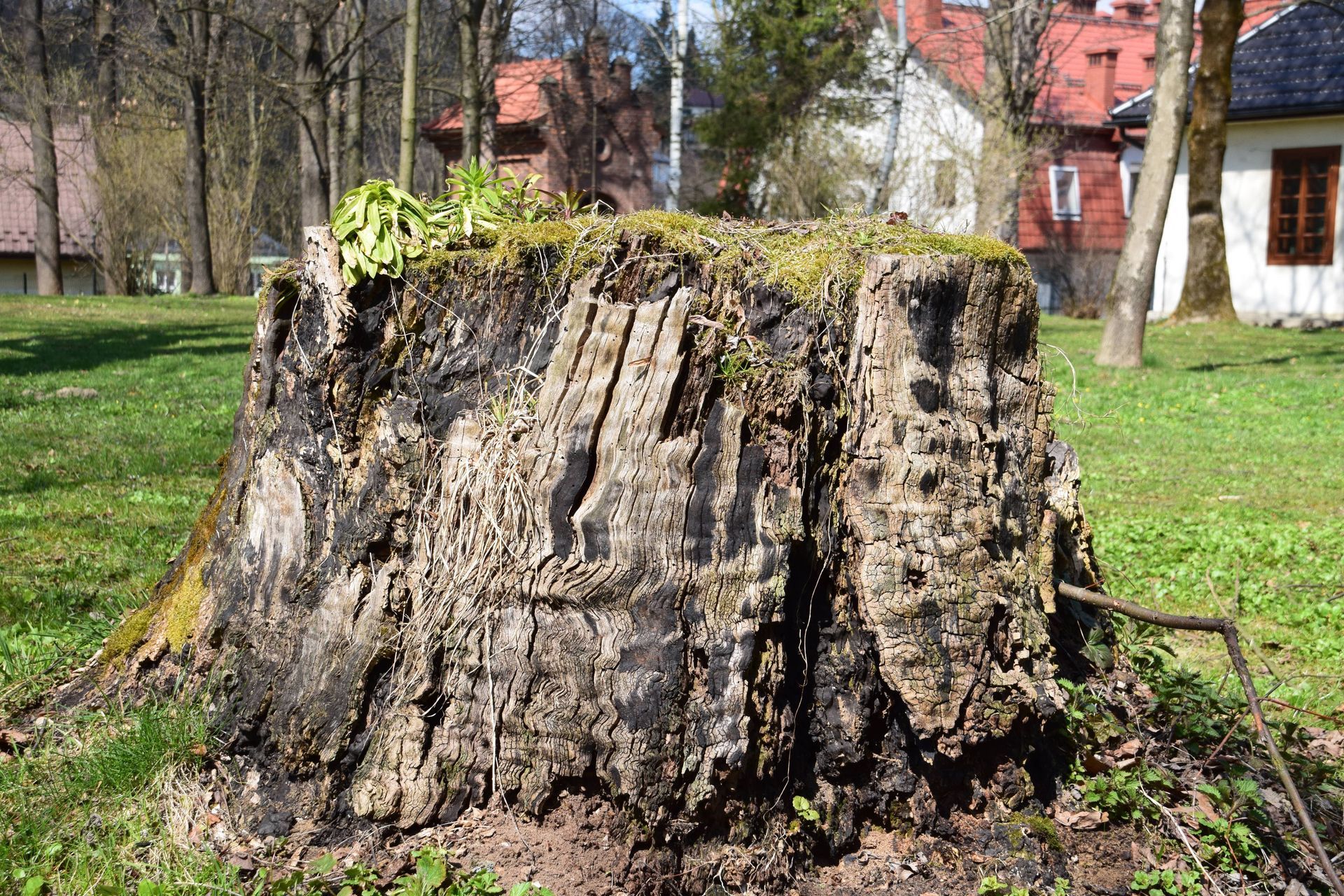Large tree stump in a grassy park with buildings and trees in the background