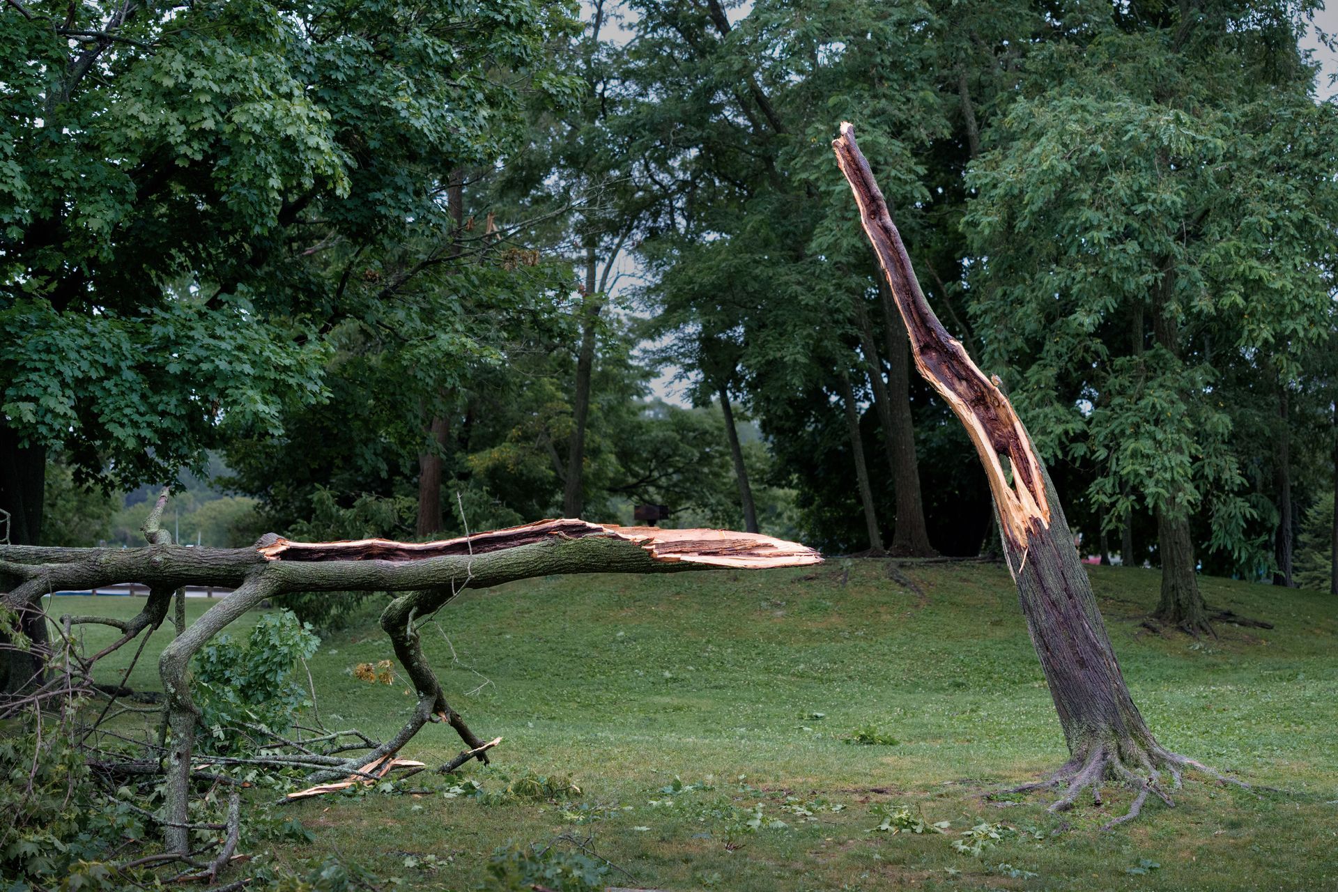 Split tree trunk with a fallen limb in a grassy park under dense green trees