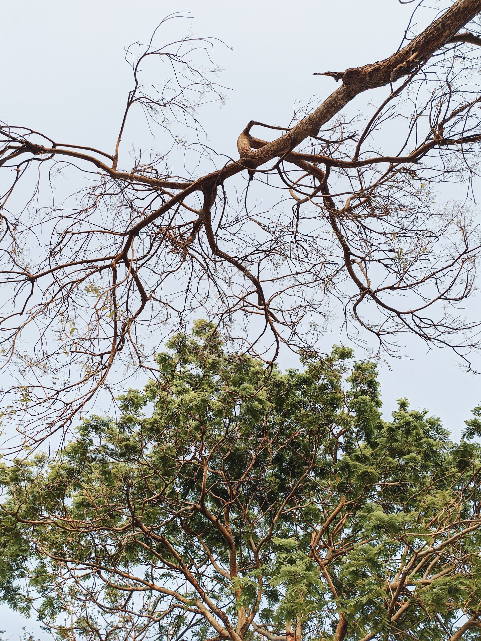 Tree branches against a pale sky above a leafy green treetop