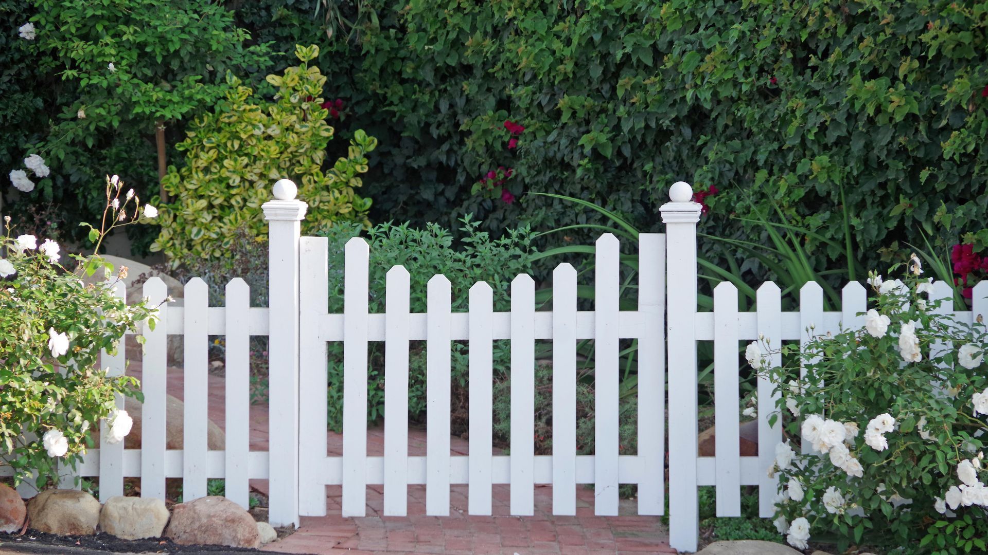White picket fence with gate in front of a garden, roses and lush green foliage.