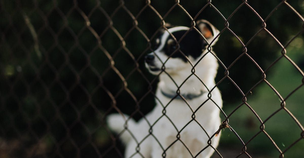 A black and white dog is behind a chain link fence.